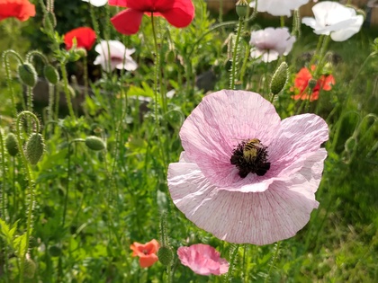 Närbild på blommande vallmoblommor i olika färger i en grön trädgård.