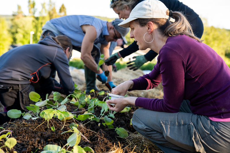 Flera personer planterar växter tillsammans i en trädgård utomhus en solig dag.