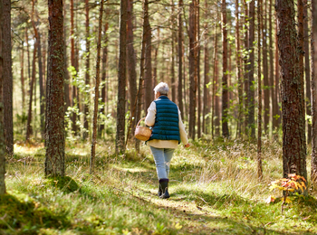 En äldre person går ensam i en solig tallskog med en korg i handen.