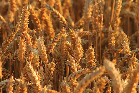 Närbild av gyllene vetefält med mogna ax i solljus.