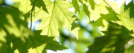 Solbelysta gröna lönnlöv med ljus som silas genom grenarna.