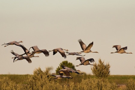 En flock tranor flyger över ett fält med buskar och träd i bakgrunden under en ljus himmel.