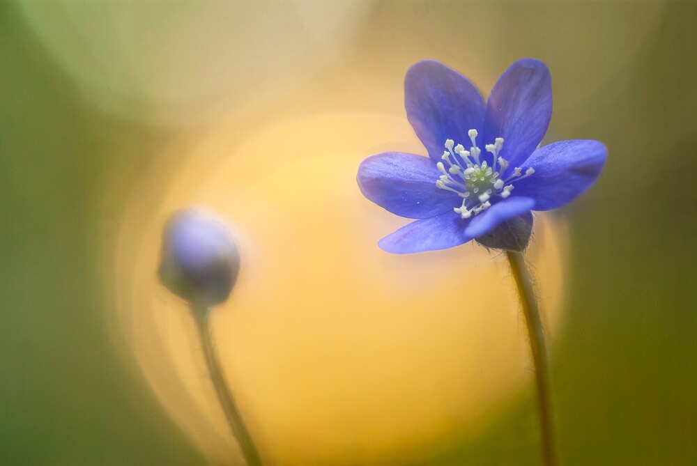 Närbild av en blå blomma och en blomknopp mot en suddig, varm gulgrön bakgrund.
