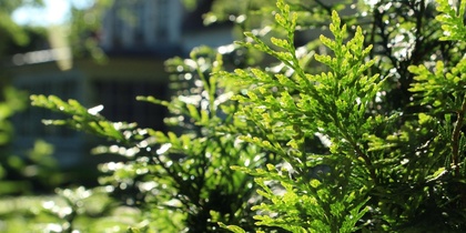Tuijaträd i närbild framför en suddig bakgrund av en trädgård.