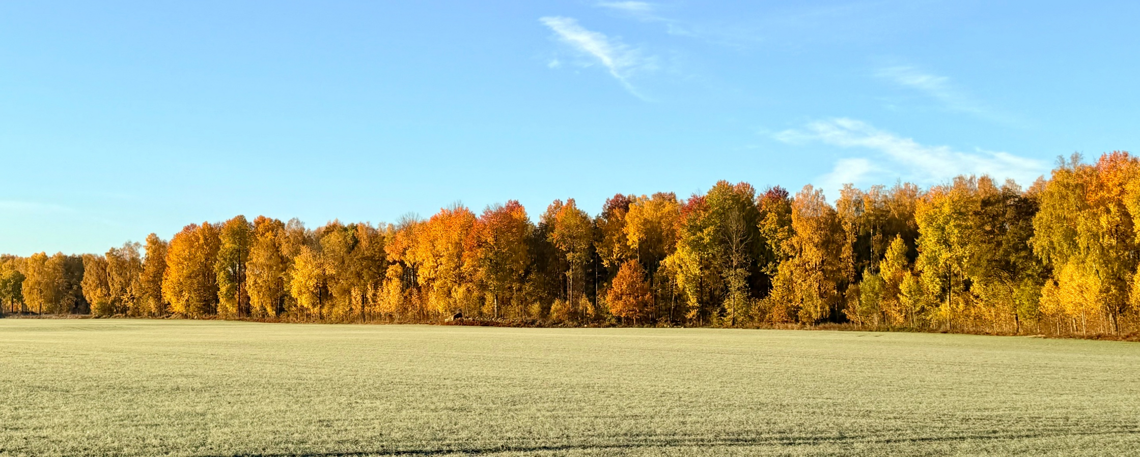 En öppen äng med frost och en skog med höstfärgade träd under en klarblå himmel.