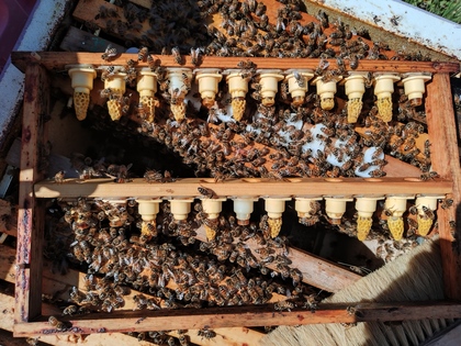 Närbild av en bikupa med många bin och konstgjorda drottningceller i en träram.