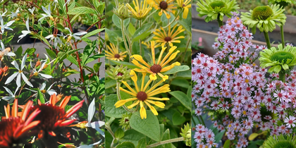 Tre olika sorters färgglada blommor i närbild, med gröna blad i bakgrunden.