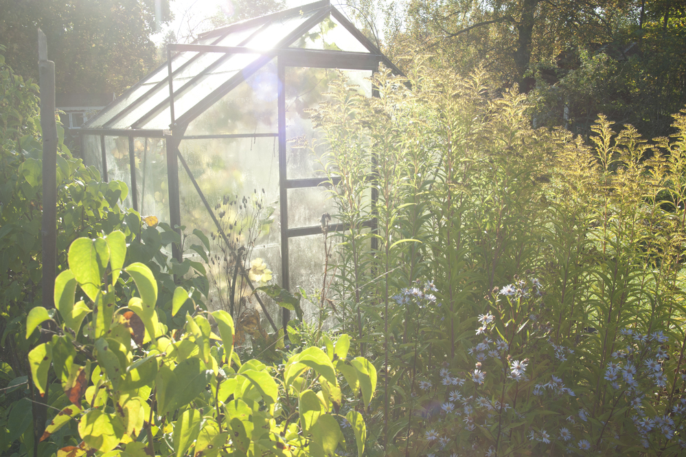 Ett växthus i en solig trädgård omgiven av grönska och blommande växter.