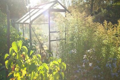 Ett solbelyst växthus omgiven av frodig grönska och blommor i en trädgård.