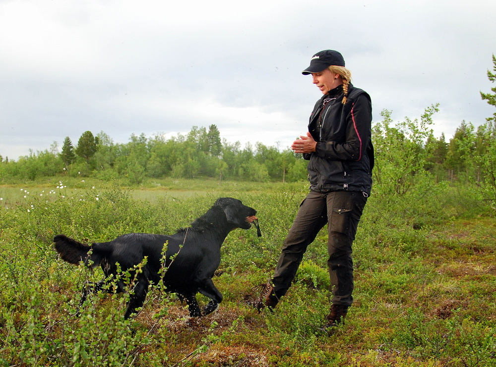 En person står utomhus på en äng och tränar en svart hund som apporterar ett föremål.