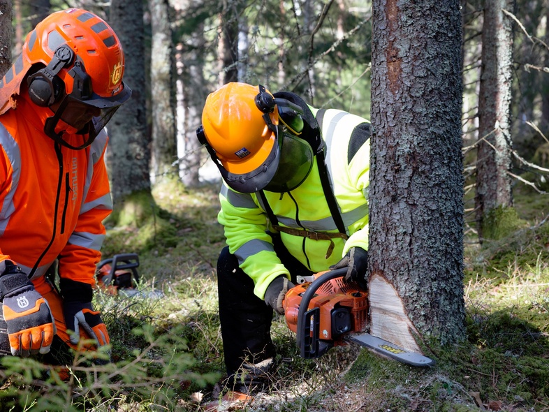 Två personer i skyddskläder fäller ett träd med motorsåg i en skog.