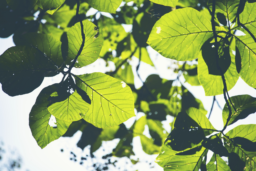 Stora gröna blad fotograferade underifrån med solljus som lyser igenom dem.