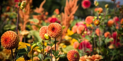 Färgglada dahlior och andra blommor i en somrig trädgård med suddig bakgrund.