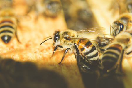 Närbild på flera bin som sitter på en bikaka.