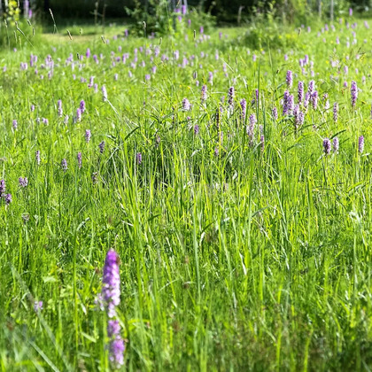 En grön äng med högt gräs och lila blommor i solsken.