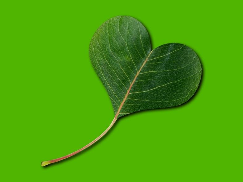Ett grönt blad format som ett hjärta mot en enfärgad grön bakgrund.
