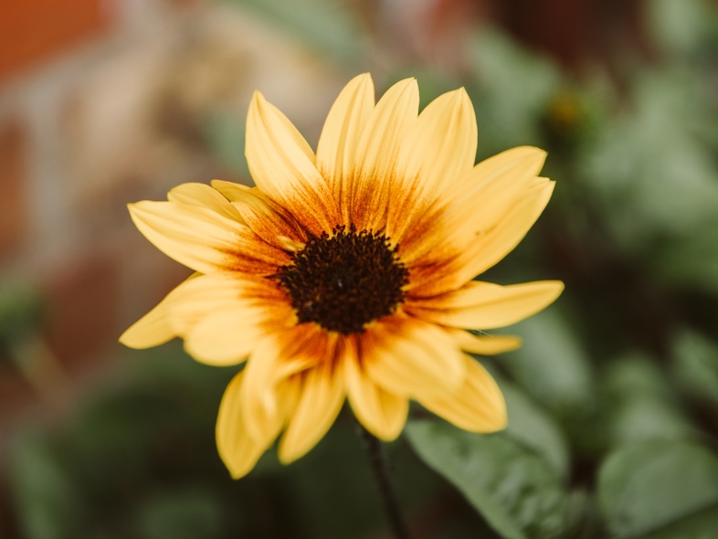 En gul solros med mörk mitt blommar framför en suddig tegelvägg.