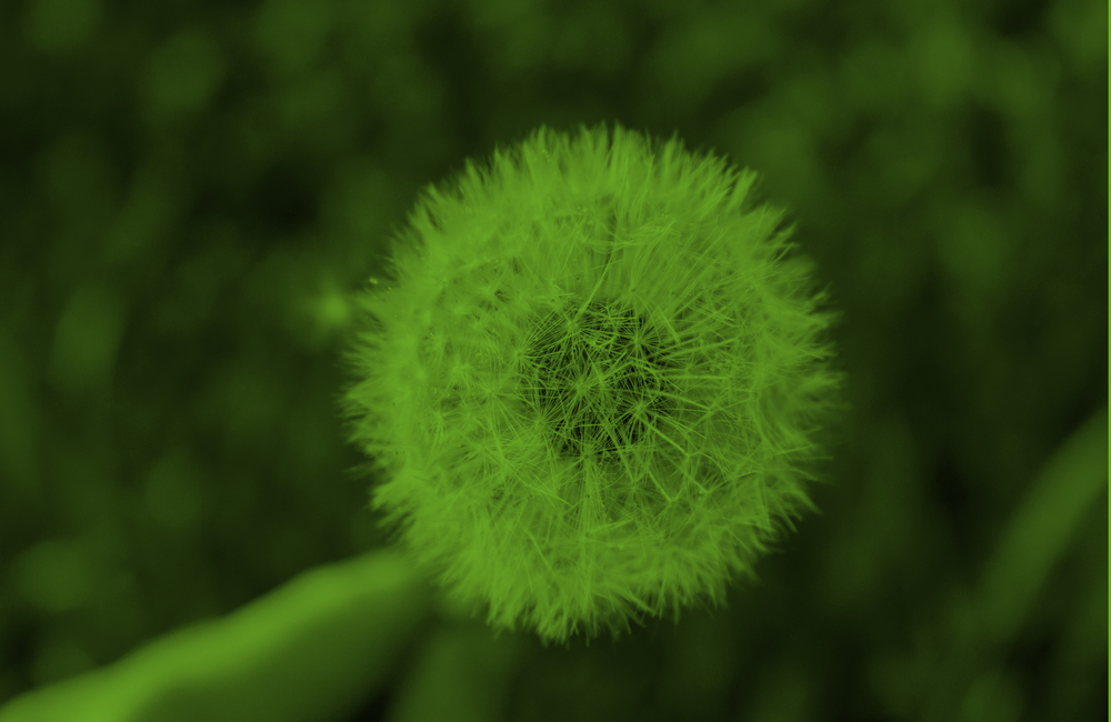 Närbild av en maskrosboll mot en suddig grön bakgrund.