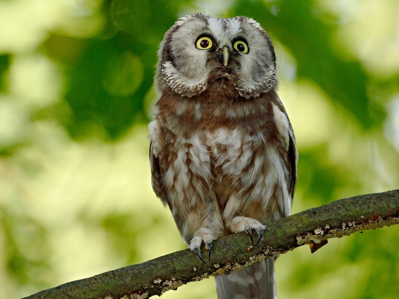 En uggla sitter på en gren med suddig grön bakgrund av löv.