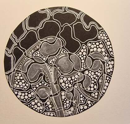 Abstrakt teckning av cellstruktur i svartvitt, cirkelformad med organiska mönster och prickar.