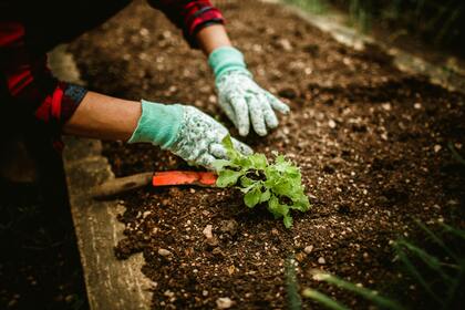 En person med trädgårdshandskar planterar en liten grön planta i en odlingsbädd med jord.