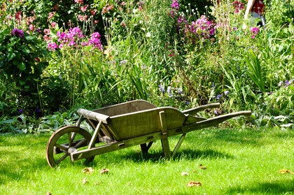 En gammal träskottkärra står på gräsmattan framför en blommande trädgård.