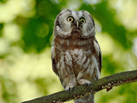 En uggla sitter på en gren med gröna, suddiga löv i bakgrunden.