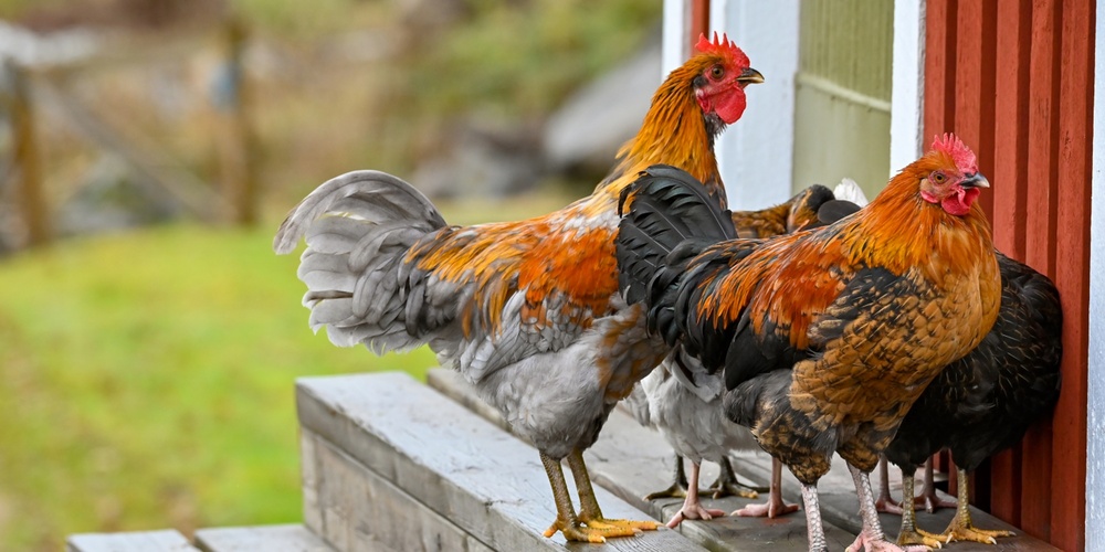 Flera höns och tuppar står på en trätrappa utanför ett rött hus på landet.