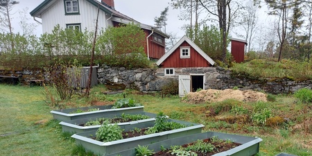 Upphöjda odlingsbäddar framför ett rött torp med vita knutar och stenmurar i en lantlig trädgård.