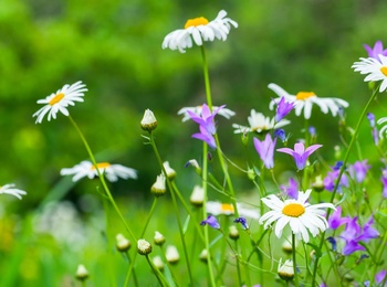 Närbild av en sommaräng med prästkragar och lila blommor mot en grön, suddig bakgrund.