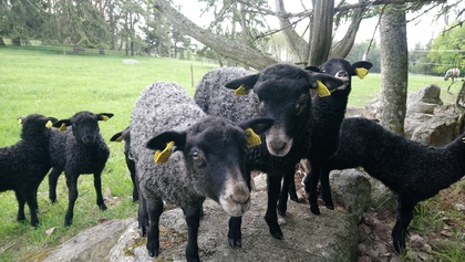 Flera svarta och grå får står på en sten i en grön hage med träd i bakgrunden.