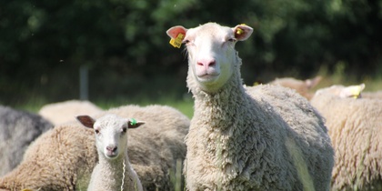 Får och lamm står i en grön äng med fler får i bakgrunden.