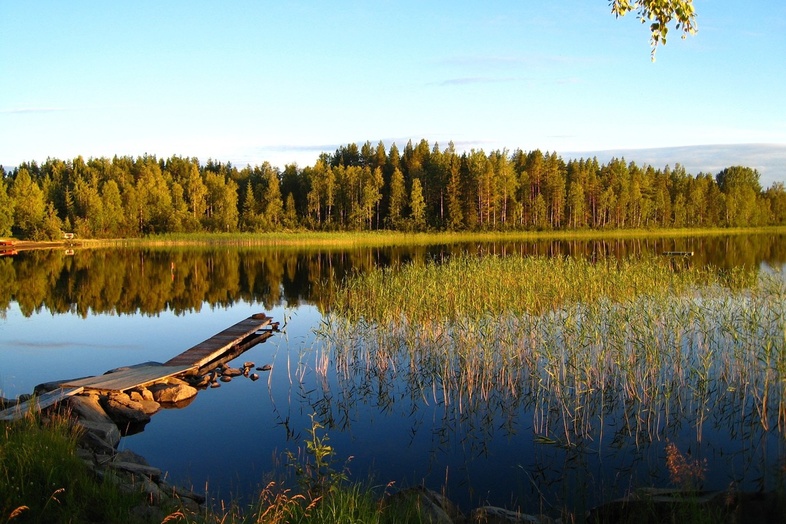 En lugn sjö med en gammal brygga, vass i vattnet och skog i bakgrunden under klarblå himmel.