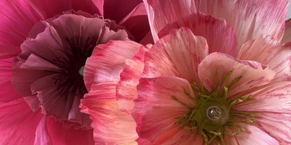 Två stora, färgglada pappersblommor i rosa och rött mot en ljus bakgrund.