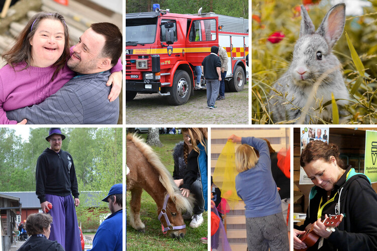 Ett kollage med bilder av människor som deltar i olika aktiviteter, en brandbil, en kanin och en häst.