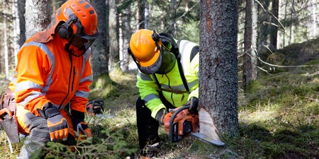Två personer i skyddskläder fäller ett träd med motorsåg i en skog.