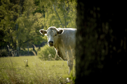 En ko står på en grön äng och tittar fram bakom ett träd i förgrunden.