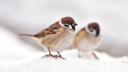Två gråsparvar står på snöig mark, en i förgrunden och en suddig i bakgrunden.