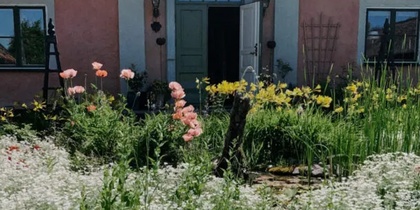 En trädgård med blommande vita och rosa blommor framför ett hus med rosa fasad och tegeltak.