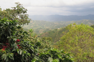 Utsikt över gröna berg med kaffebuskar i förgrunden och röda kaffebär.