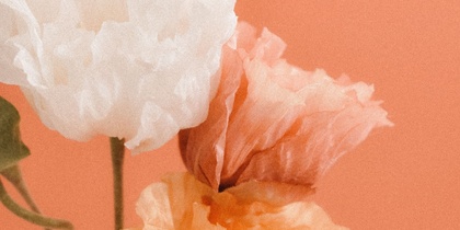 Tre blommor i vitt, persika och orange mot en enfärgad persikofärgad bakgrund.