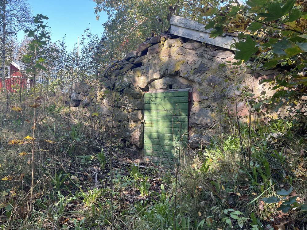 En gammal stenkällare med grön dörr omgiven av vildvuxen vegetation i skogsmiljö.