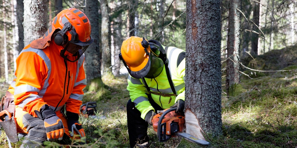 Två personer i skyddskläder fäller ett träd med motorsåg i en skog.
