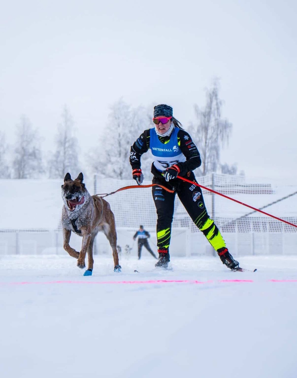 Person åker skidor med en hund i snöig vintermiljö, båda är kopplade med sele och lina.