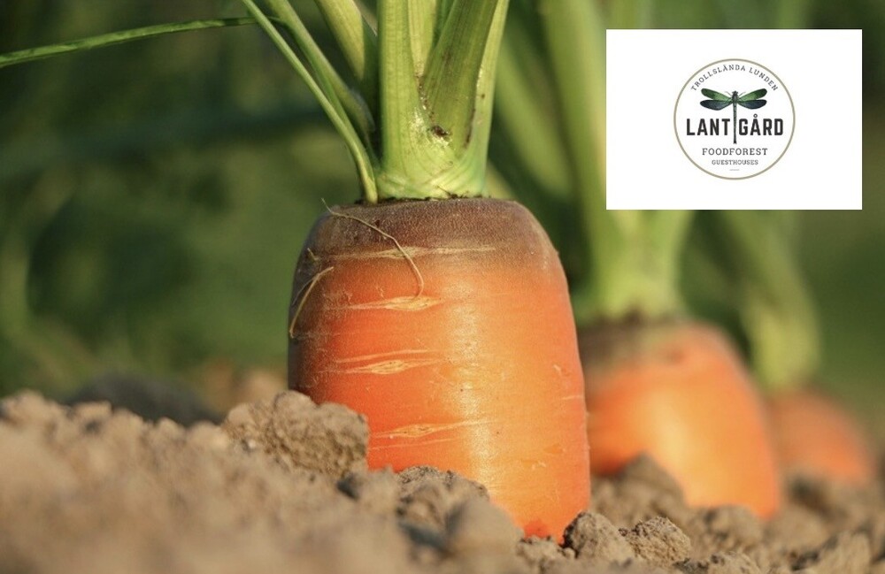 Närbild på en morot som växer i jord, med gröna blad och en logotyp för Lantgård i hörnet.