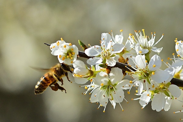 Ett bi samlar nektar från vita blommor på en gren i dagsljus.