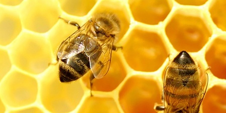 Två bin på en gul bikaka med texten 'Ta din biodling till nästa nivå'.