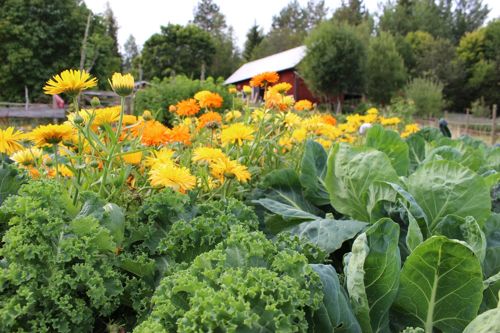 Grönsaksland med grönkål, kål och gula blommor, med en röd lada och träd i bakgrunden.