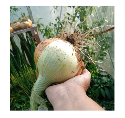 En hand håller en stor, nyskördad lök med jordiga rötter i ett växthus.