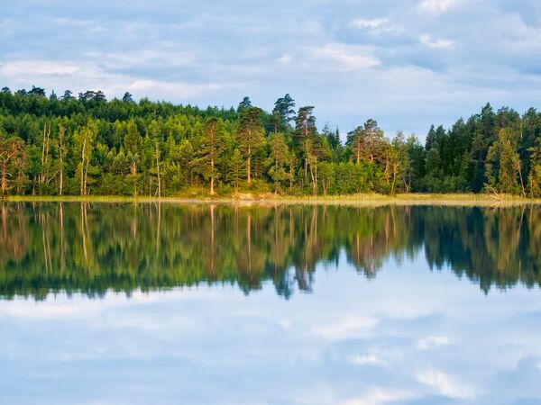 En vy på en blank sjö som speglar skogen i horisonten.
